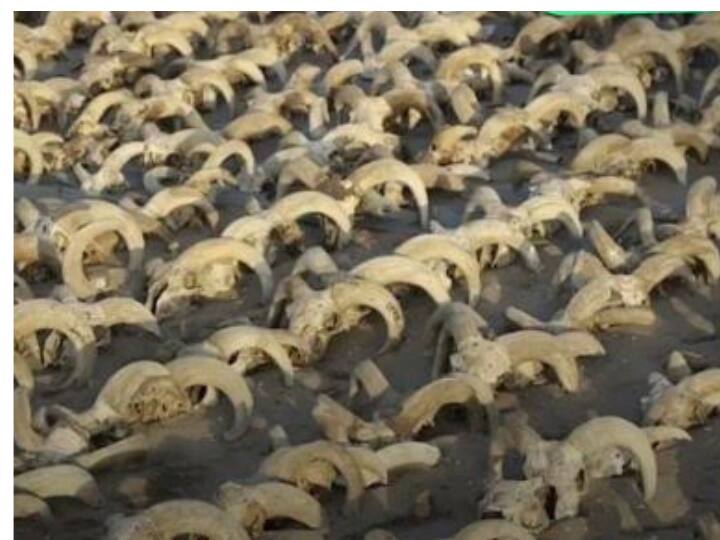 over 2000 mummified sheep heads unearthed in egypt मिस्र में मिली एक साथ 2000 भेड़ों के सिर की ममी, बहुत अजीब है इसकी कहानी?