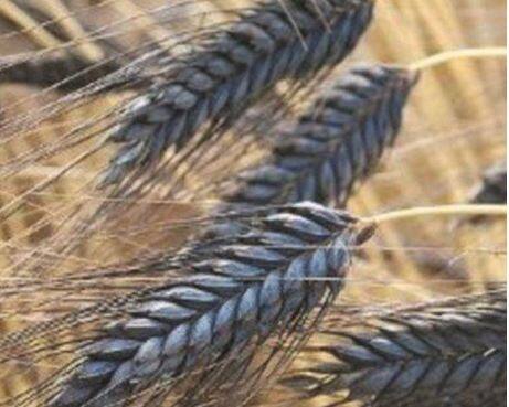 काळा गहू आपल्या शरीरासाठी चांगला असल्याचे राजेश डफर यांनी गुगलवर वाचले होते. या गव्हाचे फायदे मोठ्या प्रमाणात असल्यानं त्याची लागवड करण्याची त्यांना मानसिकता तयार केली आहे.