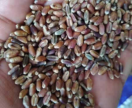 काळ्या गव्हामध्ये अँटीऑक्सिडंट्स, बी जीवनसत्त्व, फॉलिक अ‍ॅसिड, सेलेनियम, मॅग्नेशियम, मॅंगेनीज, जस्त, कॅल्शियम, लोह, तांबे, पोटॅशियम, फायबर आणि अमिनो अ‍ॅसिड असतात.