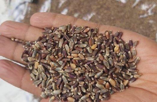 एक एकरात त्यांना 18 क्विंटल काळ्या गव्हाचे उत्पादन झाले. सध्या बाजारात काळ्या गव्हाला किलोला 70 रुपयांचा दर मिळत आहे.