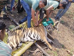 In Photos: सूरजपुर में दहशत मचाने वाला बाघ कैसे हुआ पिंजरे में कैद, हमला कर दो लोगों की ले ली थी जान
