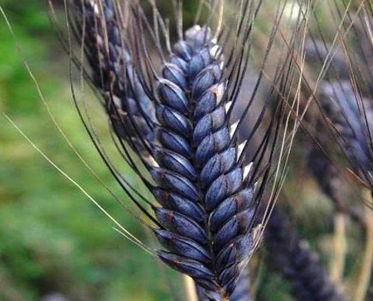 Agriculture News : वर्ध्यात काळ्या गव्हाची शेती, एका एकरात 18 क्विंटल उत्पादन