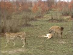 चीता अटैक करने आया तो हिरण ने किया मरने का ड्रामा... फिर जान बची तो भागने लगा! देखें वीडियो