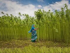 Jute Farming: เชเชเช-เชฐเชธเชธเชฟเชฏเชพเชจเซ เชธเซเชเชจ เชฌเชพเชฆ เชเชเชพเชกเซ เช เชชเชพเช, เชฅเชถเซ เชฒเชพเชเซ เชฐเซเชชเชฟเชฏเชพเชจเซ เชเชตเช