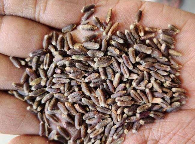 बऱ्याच ठिकाणी विचारपूस केल्यानंतर त्यांना आकोट इथे काळ्या गव्हाचे बियाणे मिळाले. त्यांनी सुरुवातीला 40 किलो बियाणे आणून त्याची एक एकर शेतीमध्ये पेरणी केली.