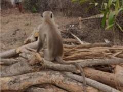 जमशेदपुर: बुजुर्ग के शव का सिर सहलाने लगा लंगूर, लोगों के साथ पहुंचा श्मशान घाट, हर तरफ हो रही चर्चा