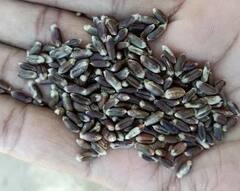 Agriculture News : वर्ध्यात शेतकऱ्यानं पिकवला काळा गहू