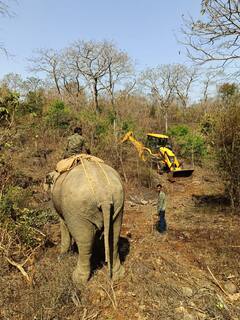 In Photos: सूरजपुर में दहशत मचाने वाला बाघ कैसे हुआ पिंजरे में कैद, हमला कर दो लोगों की ले ली थी जान