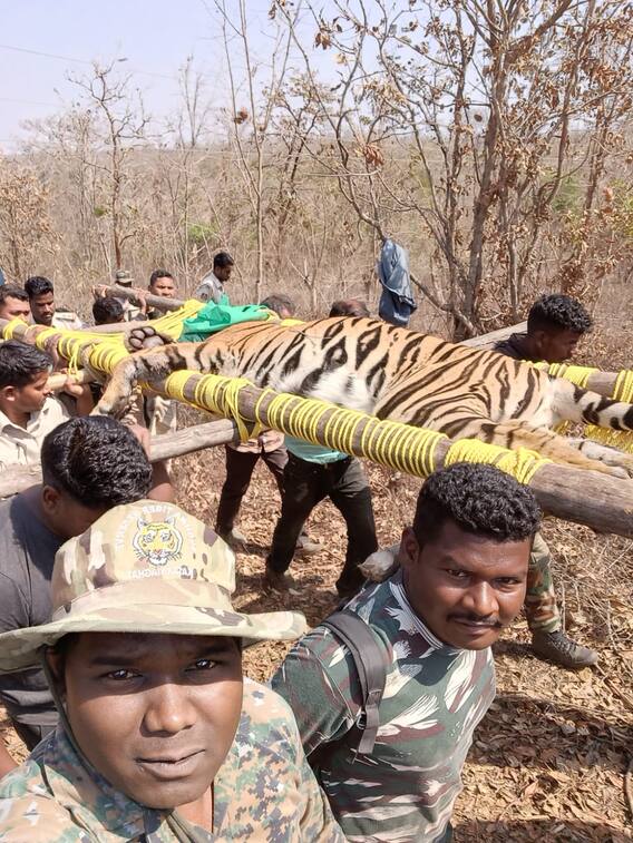 In Photos: सूरजपुर में दहशत मचाने वाला बाघ कैसे हुआ पिंजरे में कैद, हमला कर दो लोगों की ले ली थी जान