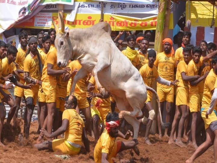 Madurai Jallikattu is only a token for so many people Released list tnn மதுரை ஜல்லிக்கட்டில் இத்தனை பேருக்குதான் டோக்கன் ; வெளியானது லிஸ்ட்