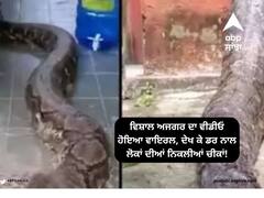 Viral Video: ਵਿਸ਼ਾਲ ਅਜਗਰ ਦਾ ਵੀਡੀਓ ਹੋਇਆ ਵਾਇਰਲ, ਦੇਖ ਕੇ ਲੋਕਾਂ ਦਾ ਡਰ ਨਾਲ ਨਿਕਲੀਆਂ ਚੀਕਾਂ!