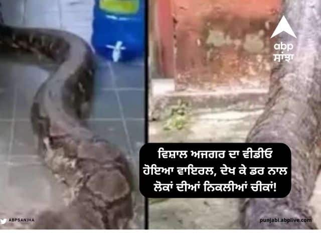 Viral Video World's longest snake slithering outside house netizens horrified watch Viral Video: ਵਿਸ਼ਾਲ ਅਜਗਰ ਦਾ ਵੀਡੀਓ ਹੋਇਆ ਵਾਇਰਲ, ਦੇਖ ਕੇ ਡਰ ਨਾਲ ਲੋਕਾਂ ਦੀਆਂ ਨਿਕਲੀਆਂ ਚੀਕਾਂ!