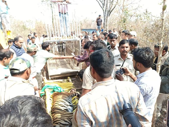 In Photos: सूरजपुर में दहशत मचाने वाला बाघ कैसे हुआ पिंजरे में कैद, हमला कर दो लोगों की ले ली थी जान