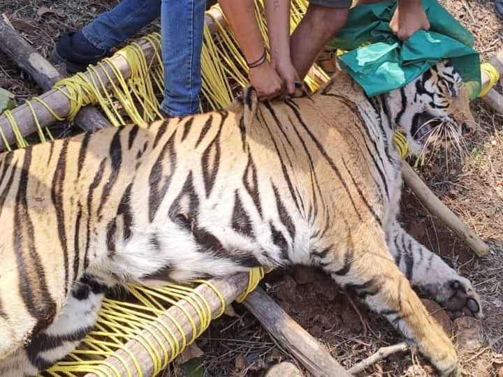 सूरजपुर जिले के ओडगी ब्लॉक अंतर्गत कालमांजन गांव के जंगल में सोमवार को आदमखोर बाघ ने लकड़ी लेने गए तीन युवकों पर हमला कर दिया था.