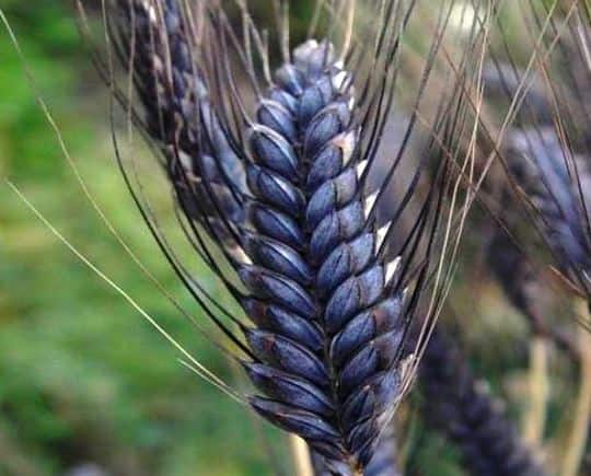 काळा गहू हा बहुगुणी आहे. त्याचे औषधी गुणधर्म आहेत. कॅन्सर, मधुमेह, ताणतणाव, हृदयरोग, स्थूलता अशा अनेक व्याधींमध्ये गहू उपयुक्त आहे.