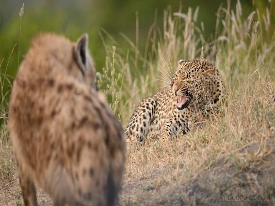 Deer used amazing brain with cheetah and hyena, Watch video Video: ચતુર હરણની ચાલાકી, ચિત્તો હુમલો કરવા આવ્યો ત્યારે હરણે કર્યું મરવાનું નાટક...જુઓ વીડિયો