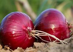 Onion : नाशिकमध्ये कांद्याच्या दरात सुधारणा, शेतकऱ्यांना थोडासा दिलासा