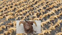 ਮਿਸਰ 'ਚ ਇਕੱਠੇ ਮਿਲੀ 2000 ਭੇਡਾਂ ਦੇ ਸਿਰਾਂ ਦੀ ਮਮੀ, ਬਹੁਤ ਅਜੀਬ ਹੈ ਇਸ ਦੀ ਕਹਾਣੀ?