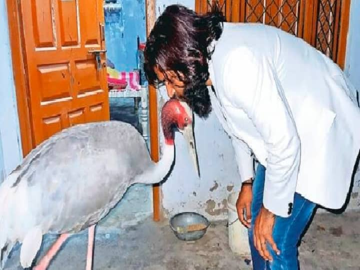 In UP, man-bird friendship ends with case against him நேசம் காட்டிய இளைஞர்; நெருங்கிப் பழகியதால் வழக்கு; விரக்தியில் பறவை உண்ணாவிரதம்!