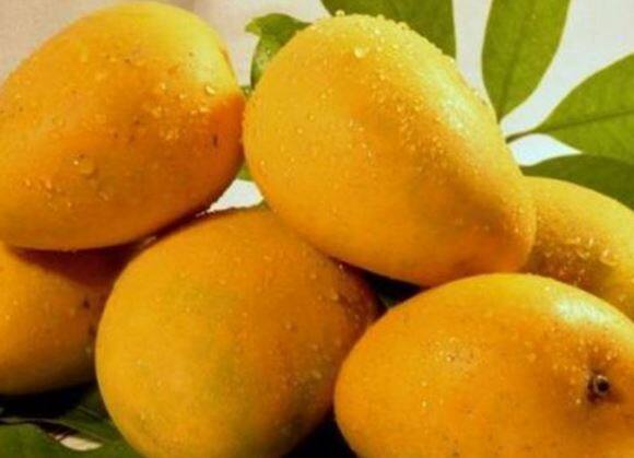 यंदा आंब्याचे पीकही कमी आले आहे. महाराष्ट्रात 5 लाख 66 हजार हेक्टर क्षेत्रावर आंब्याची लागवड जाली आहे.