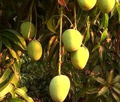 Mango : हापूसचा गोडवा सातासमुद्रापार,परदेशात मोठी मागणी