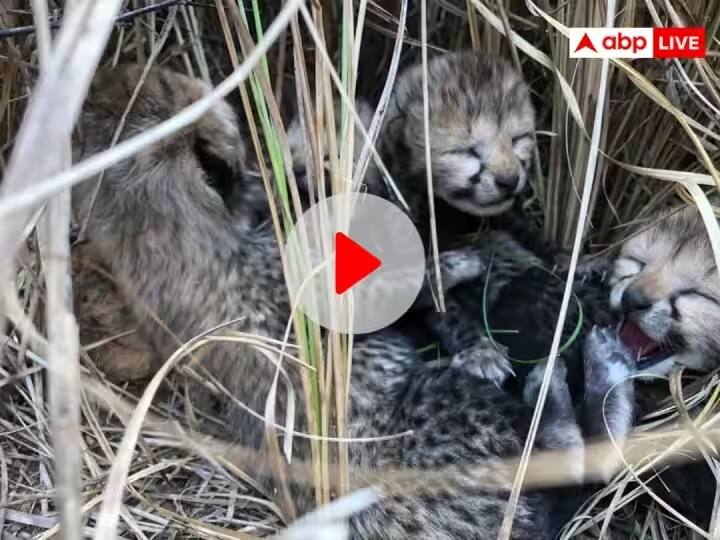 Kuno National Park female cheetah gives birth 4 cubs Indore mayor Pushyamitra Bhargav says thanks to PM Modi and CM Shivraj Singh Chouhan Kuno National Park: कूनो नेशनल पार्क में मादा चीता ने चार शावकों को दिया जन्म, इंदौर के मेयर पुष्यमित्र भार्गव ने यूं जताई खुशी