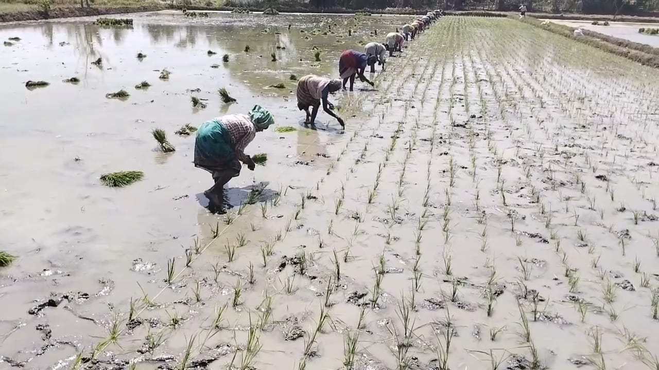 ரேஷன் கடைகளில் பாரம்பரிய அரிசி வகைகளை வழங்க வேண்டும் - சமூக ஆர்வலர்கள்