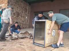 Kuno National Park: नामीबिया से लाए गए चीता ने दिया चार शावकों को जन्म, आप भी देखें तस्वीरें