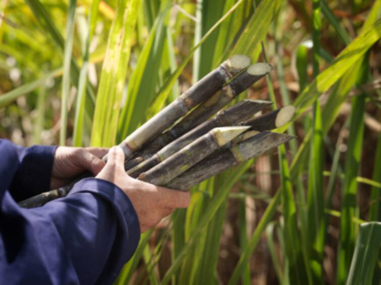 Cabinet Meeting: Cabinet Hikes Fair and Remunerative Prices for Sugarcane for this Season Cabinet Meeting: શેરડીના ખેડૂતોને મોદી સરકારે આપી શાનદાર ભેટ