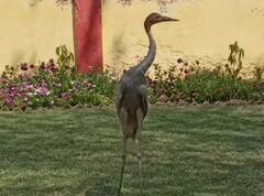 आरिफ के बाद अब टूटी अफरोज और सारस की दोस्ती, वन विभाग की टीम ने किया जब्त