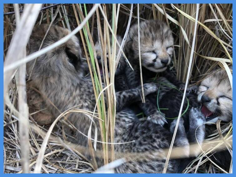 Kuno National Park Four Cubs Born to Cheetah Brought from Namibia - Watch Video Cheetah Cubs: நமீபியாவில் இருந்து இந்தியா கொண்டுவரப்பட்ட சிவிங்கி புலி 4 குட்டிகளை ஈன்றது...அதிகரிக்கும் எண்ணிக்கை