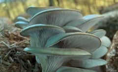 Mushroom : परभणीच्या दुष्काळी पट्ट्यात मशरुमचा यशस्वी प्रयोग