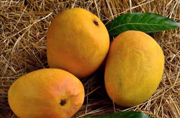 कोकणात गेल्या महिन्यापासून बदलत्या वातावरणाचा फटका आंबा बगायतदारांना बसला आहे.