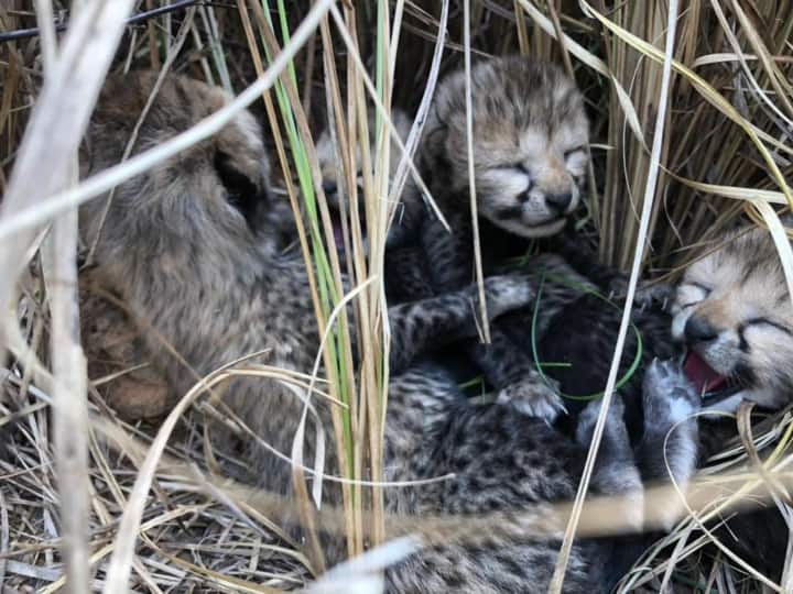Two More Cubs Born To Namibian Cheetah Dies In Kuno National Park, Only One Alive Two More Cubs Born To Namibian Cheetah Dies In Kuno National Park, Only One Alive
