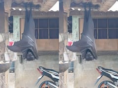 OMG! इंसान के साइज का चमगादड़ देखा है कभी? जब घर के बाहर उल्टा लटका देखा तो डर गए लोग