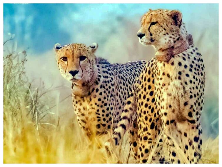 Cheetah Translocated From Namibia Gives Birth To Four Cubs At Kuno National Park In Madhya Pradesh Cheetah Translocated From Namibia Gives Birth To Four Cubs At Kuno National Park In Madhya Pradesh