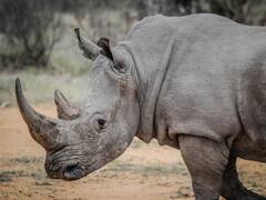 পর্যটকদের গাড়ির পিছনে তাড়া করল গণ্ডার, তারপর... দেখুন ভাইরাল ভিডিও