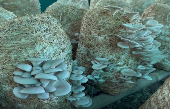 Mushroom :  परभणीच्या उच्चशिक्षीत तरुणांनी केला मशरुम शेतीचा यशस्वी प्रयोग