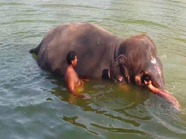 Tirunallaru temple elephant offering bath with joy TNN 'ஸ் யப்பா...' கோடை வெயில் தாங்கல,  குதூகலமாக குளியல் போடும்  திருநள்ளாறு கோயில் யானை