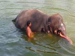 'ஸ் யப்பா...' கோடை வெயில் தாங்கல, குதூகலமாக குளியல் போடும் திருநள்ளாறு கோயில் யானை