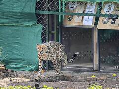 Kuno National Park: नामीबिया से लाए गए चीता ने दिया चार शावकों को जन्म, आप भी देखें तस्वीरें