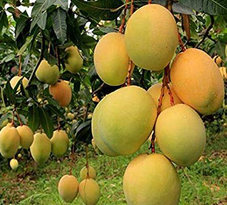 हापूस म्हटलं तर सर्वांच्याच तोंडाला पाणी सुटते. हापूसचा गोडवा आता सातासमुद्रापार असणाऱ्यांनाही लागला आहे. कोकणात खास करुन रत्नागिरी, देवगड आणि रायगड जिल्ह्यातील हापूस हा जगप्रसिद्ध आहे.