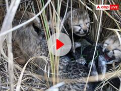 कूनो नेश्नल पार्क से आई गुडन्यूज़! नामीबिया से आई मादा चीता ने चार शावकों को दिया जन्म