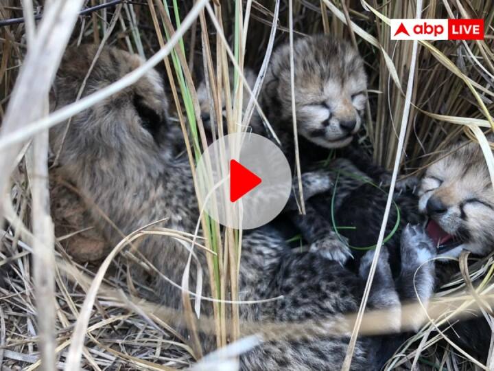 Kuno National Park cheetah gives birth to 4 cubs brought from namibia see photo ann Kuno National Park: कूनो नेश्नल पार्क से आई गुडन्यूज़! नामीबिया से आई मादा चीता ने चार शावकों को दिया जन्म