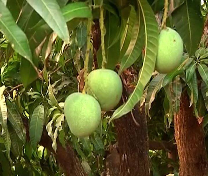 कोकणातील (Konkan) प्रमुख शहारांमध्ये हापूसला योग्य दर मिळाला नसला तरी आखाती देशात हापूस आंब्याला चांगला दर मिळत आहे.