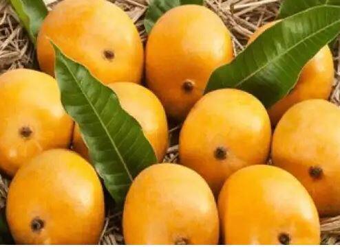 Mango : हापूसला परदेशात मोठी मागणी