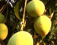 Mango : हापूसचा गोडवा सातासमुद्रापार,परदेशात मोठी मागणी