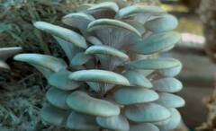 Mushroom : परभणीच्या दुष्काळी पट्ट्यात मशरुमचा यशस्वी प्रयोग