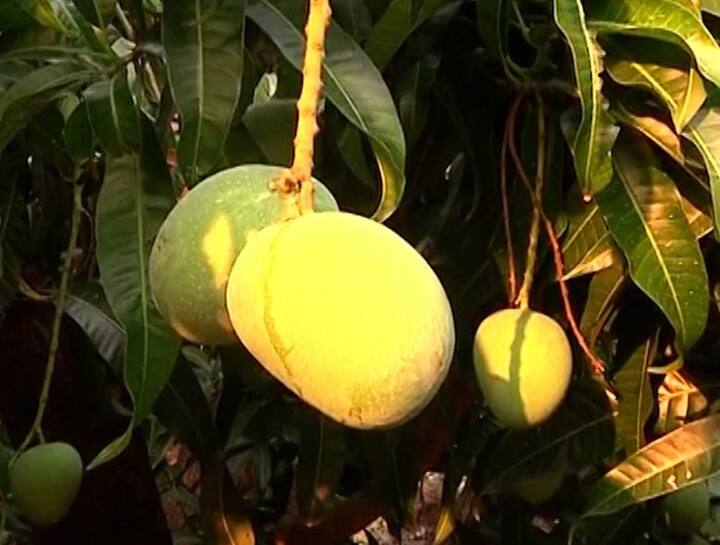 फळ बाजारात हापूसची आवक वाढत असून, परदेशातून देखील हापूसची मागणी वाढत आहे. त्यामुळं याचा फायदा कोकणातील आंबा बागायतदारांना होणार आहे.