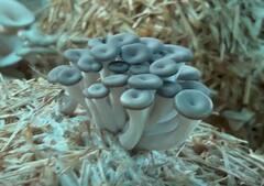 Mushroom : परभणीच्या दुष्काळी पट्ट्यात मशरुमचा यशस्वी प्रयोग